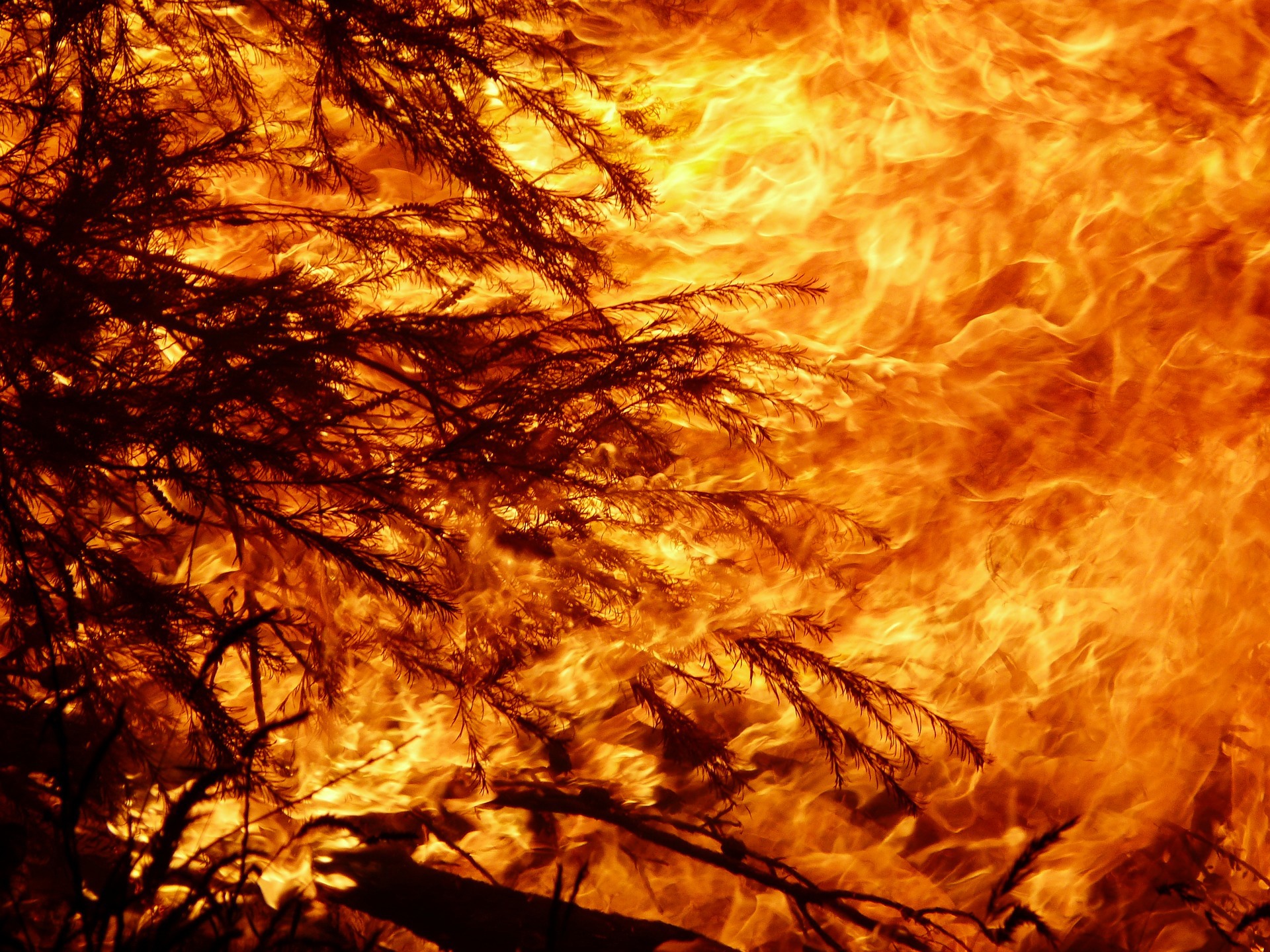 Lions Norge støtter Australia